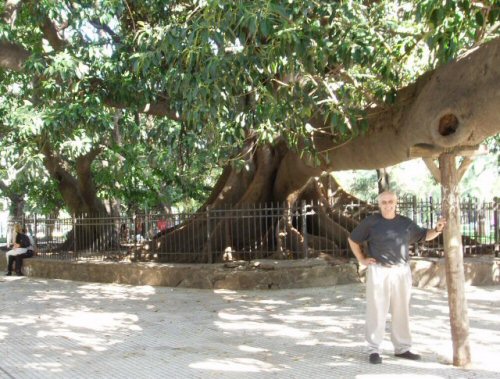 This is a pretty big fig tree!