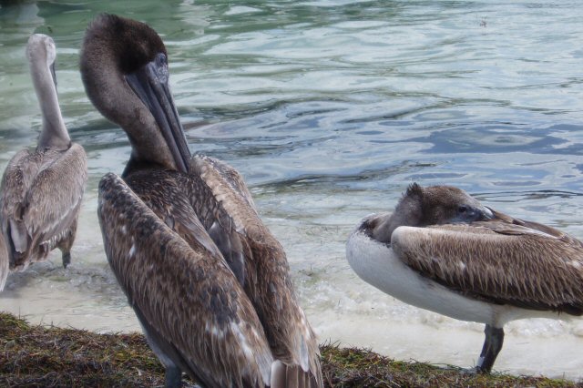 One pelican has a band on its leg